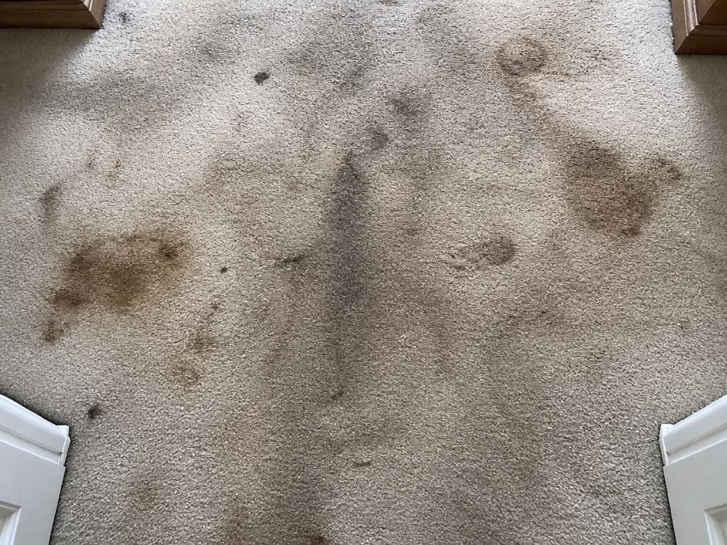Carpet before cleaning